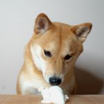 Do Dogs Get Brain Freeze