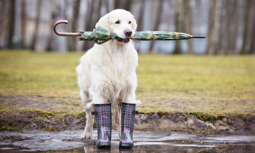 Do Dogs Like Rain