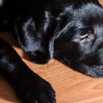 Do I Have to Rinse Coconut Oil off My Dog