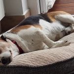 Do Dogs Have Wet Dreams