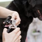 Does Walking Your Dog Trim Their Nails