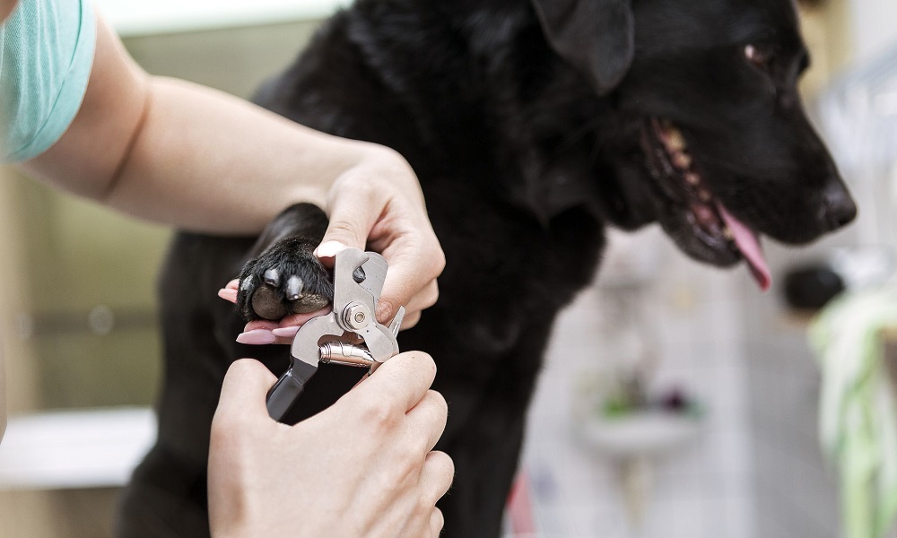 Does Walking Your Dog Trim Their Nails