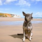 Haven Dog Friendly Holidays