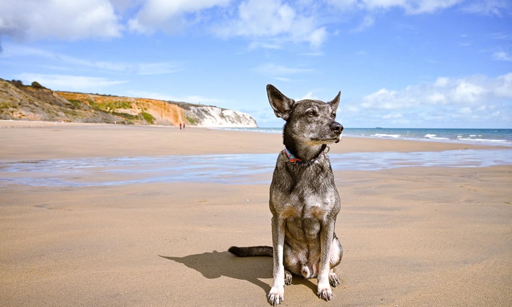 Haven Dog Friendly Holidays? Pet Help Reviews UK