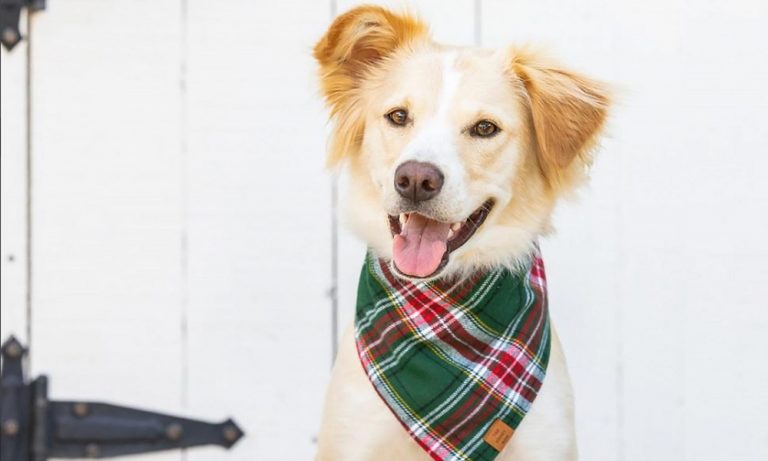 How Do Dogs Wear Bandanas Pet Help Reviews UK How Do Dogs Wear Bandanas Pet Help Reviews UK