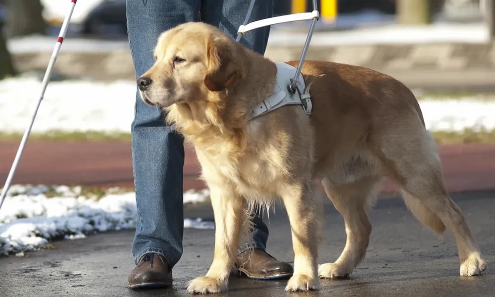 How Do Guide Dogs Know Where They’re Going