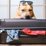 How Do You Take a Dog Abroad