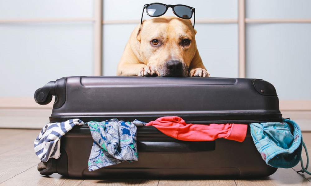 How Do You Take a Dog Abroad