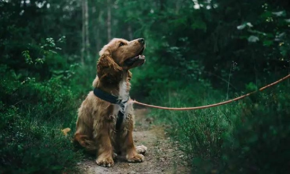 How Long After 2Nd Vaccine Can Dog Go Out