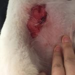 How Long Does Clipper Burn Last on a Dog