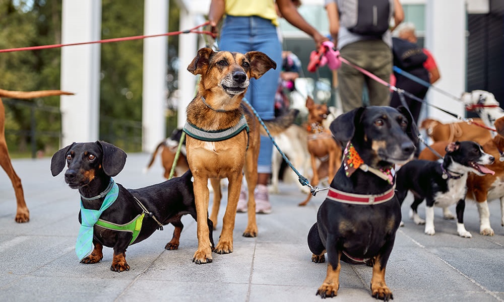 How Many Dogs Can a Dog Walker Walk