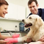 How Much Does Dog Knee Surgery Cost Uk