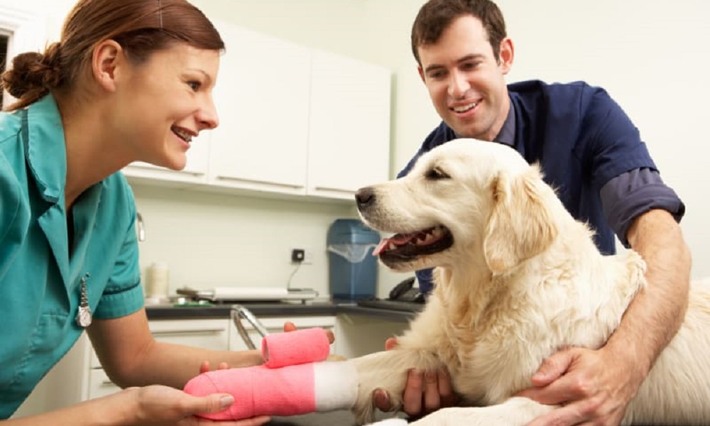 How Much Does Dog Knee Surgery Cost Uk