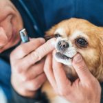 How Much Does Dog Teeth Cleaning Cost Uk