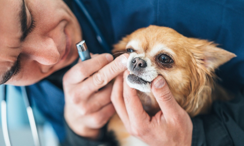 How Much Does Dog Teeth Cleaning Cost Uk
