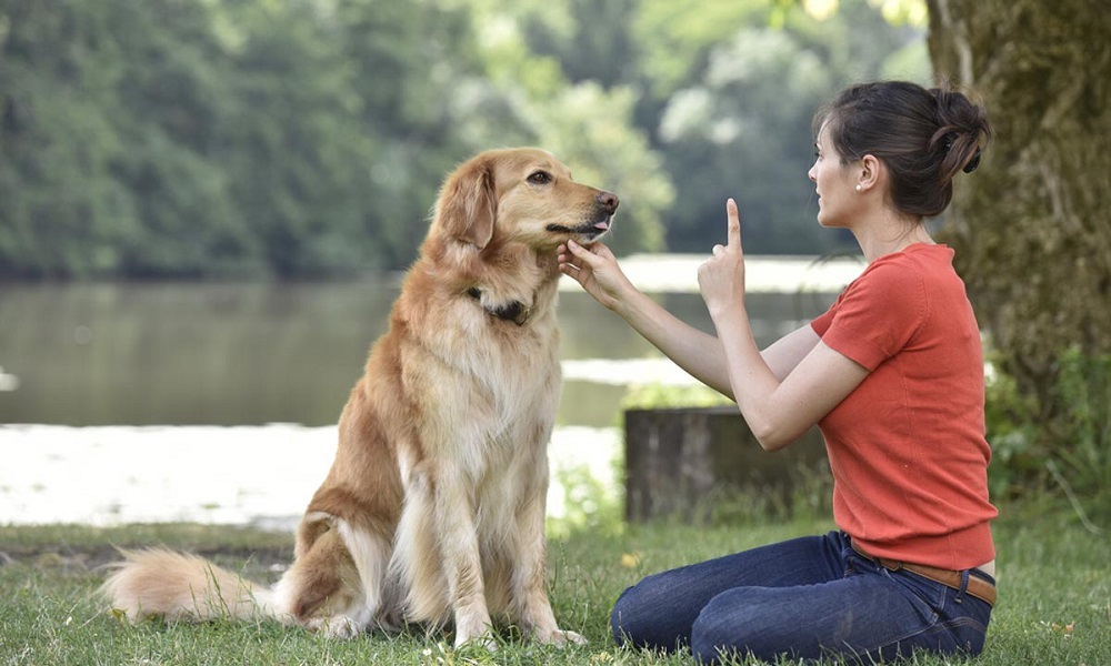 How Much Does Dog Training Cost