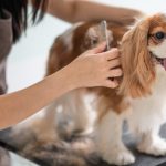 How Much Does It Cost to Stuff a Dog