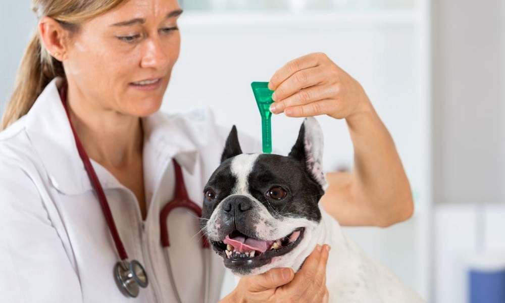 How Much is Flea And Worm Treatment for Dogs