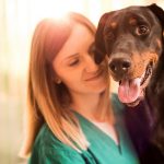 How Much to Put Dog to Sleep Uk