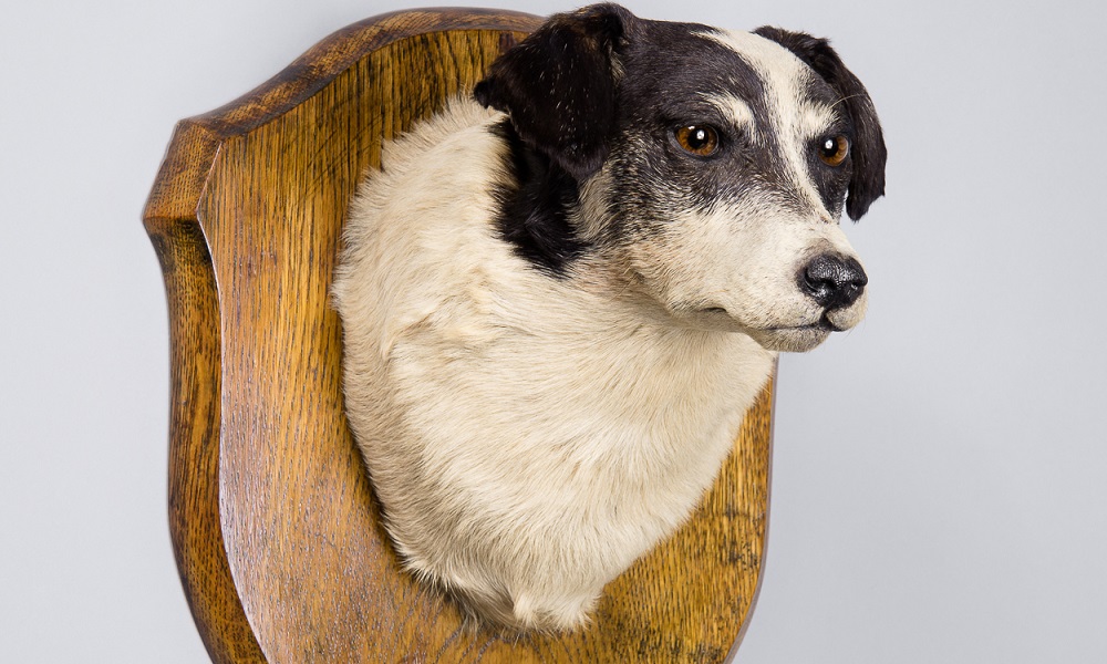 How Much to Taxidermy a Dog