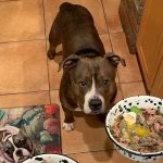 How Much Tripe to Feed Dog