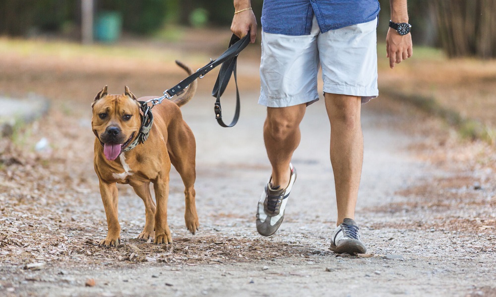 how-often-are-you-supposed-to-walk-your-dog-pet-help-reviews-uk