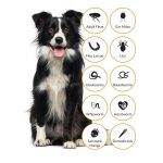 How Often to Flea And Worm a Dog