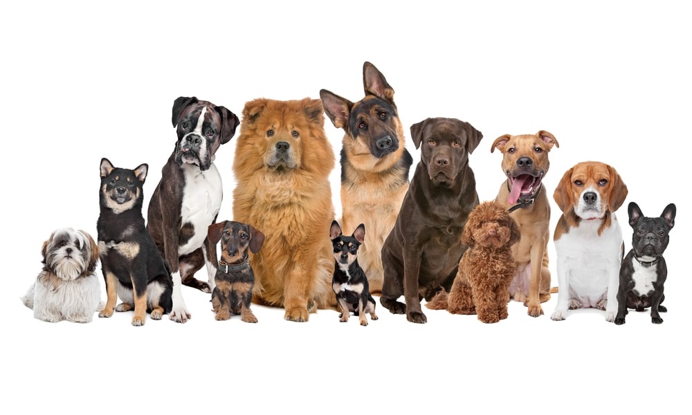 How to Check If a Dog Breeder has Licensed Uk
