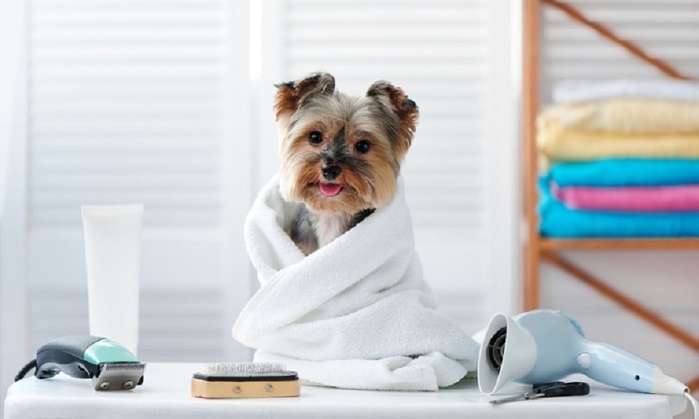 How to Dry Dog After Bath? – Pet Help Reviews UK