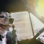 How to Get Dog into Car After Surgery