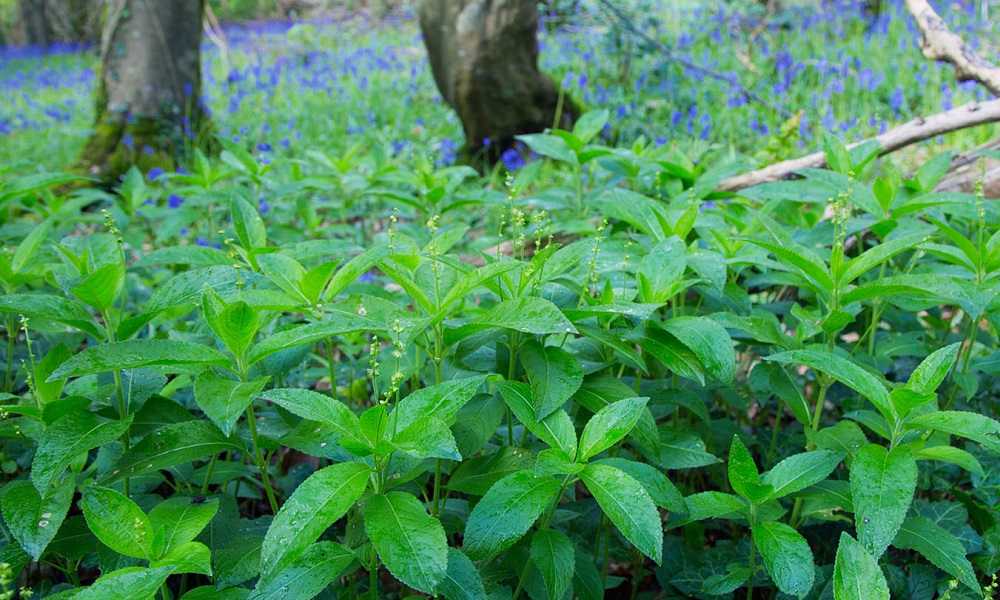 How to Get Rid of Dog’s Mercury