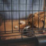 How to Keep Dog Cool in Crate at Night