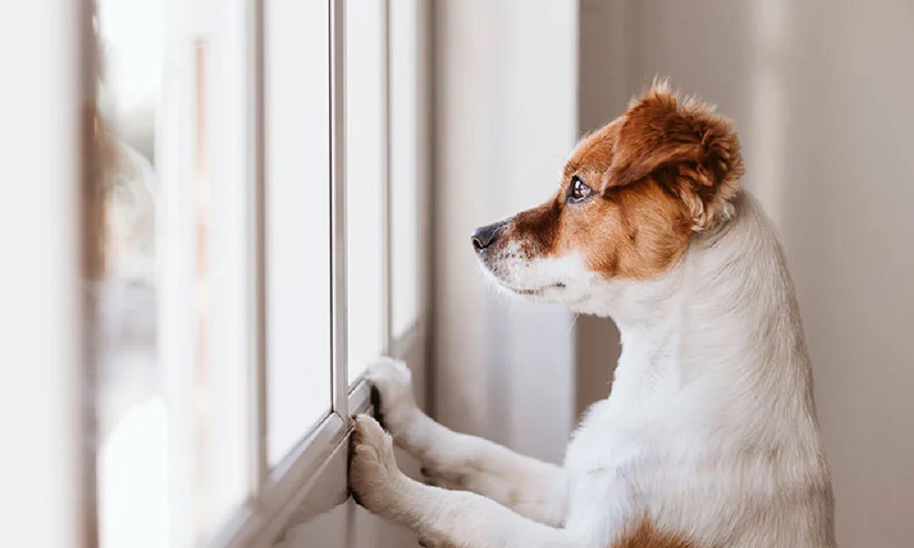 How to Keep Dogs Entertained While at Work