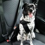 How to Secure Dog in Car With Leash