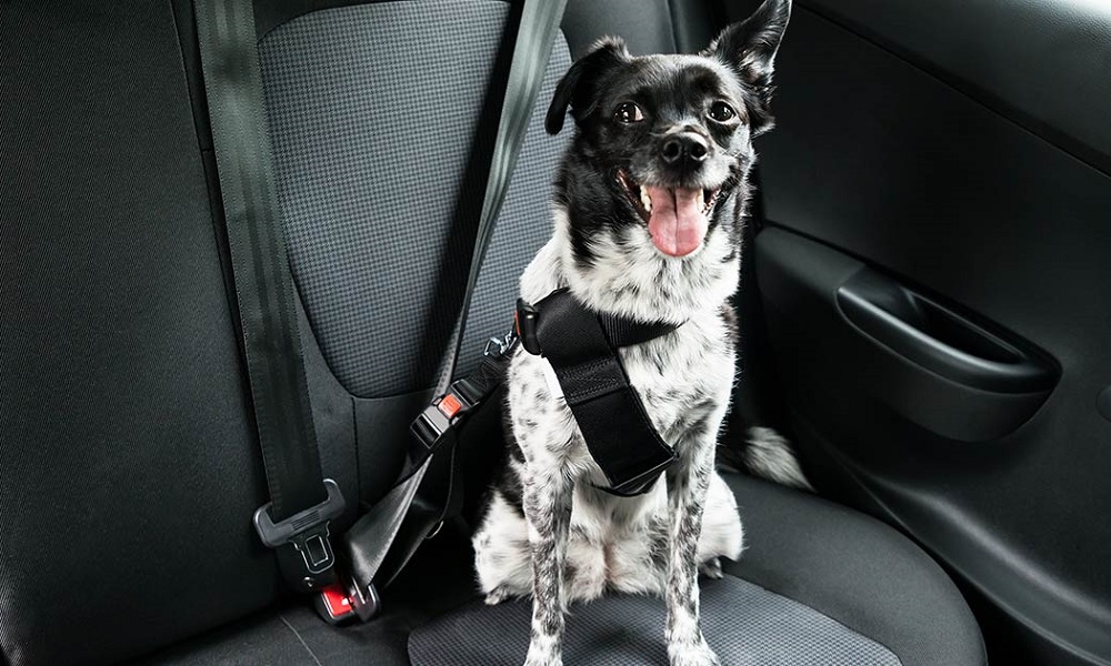 How to Secure Dog in Car With Leash
