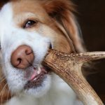 How to Soften Deer Antlers for Dogs