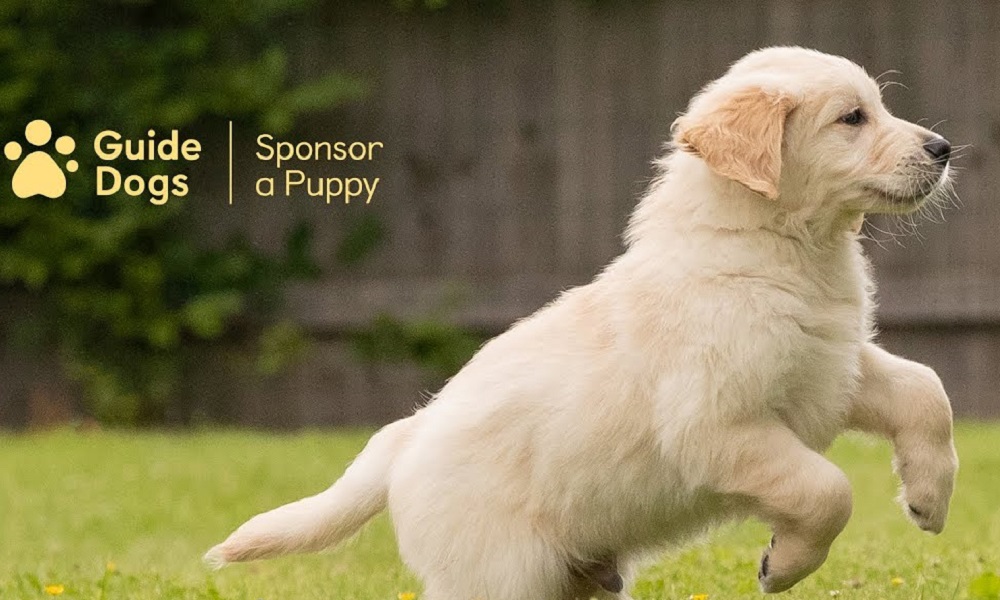 How to Sponsor a Guide Dog