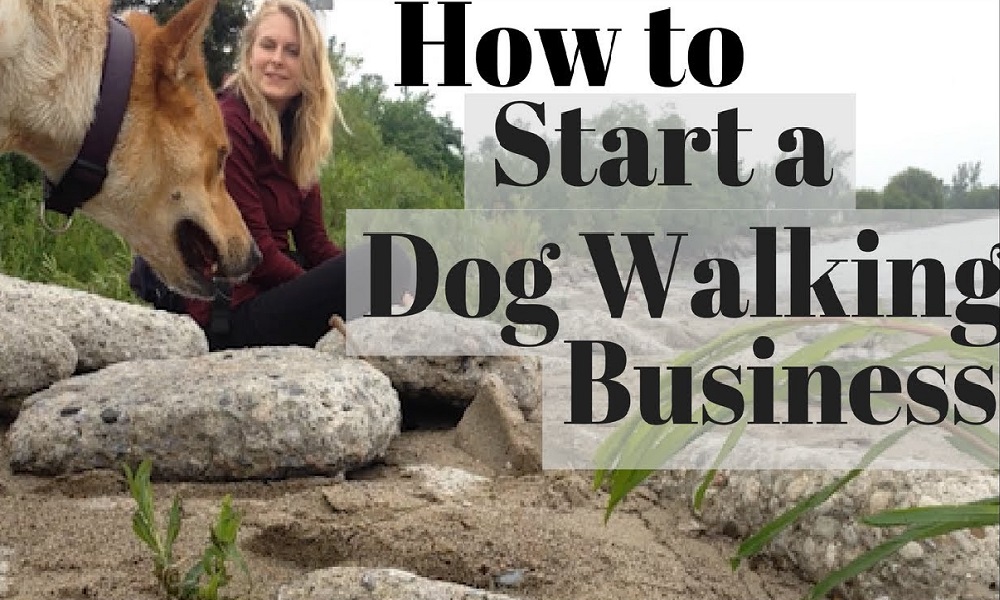 How to Start Dog Walking Business Uk
