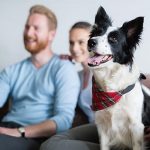 How to Stop Dog Barking at Animals on Tv Uk