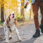 How to Stop Dog Barking at Birds