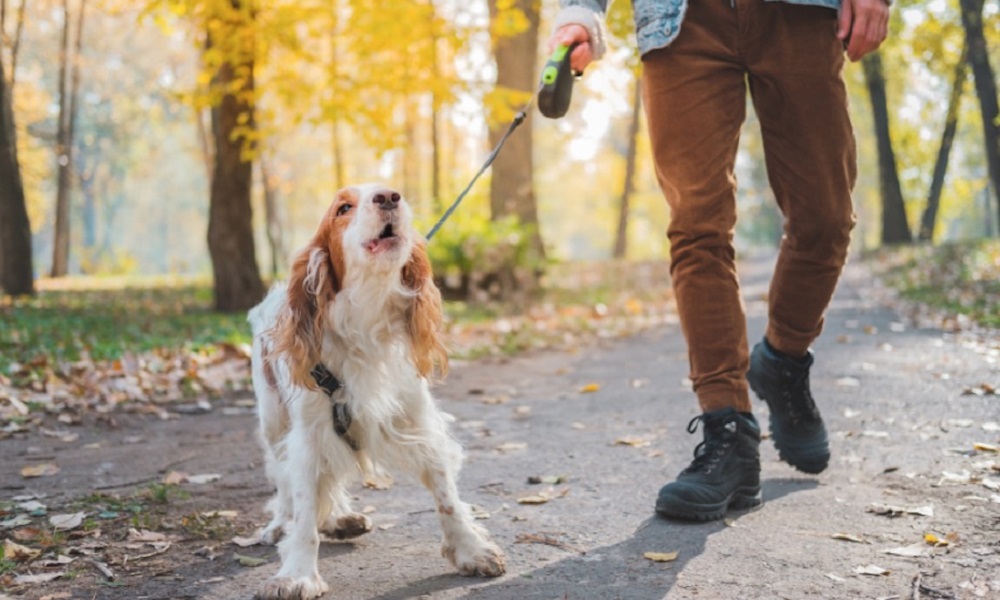 How to Stop Dog Barking at Birds