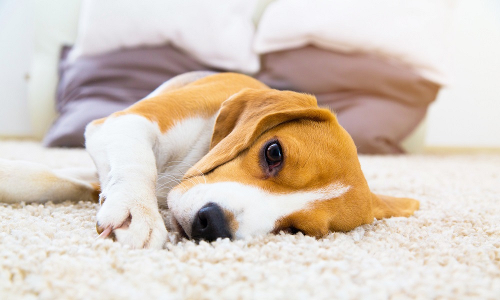 How to Stop Dog from Ripping Up Carpet