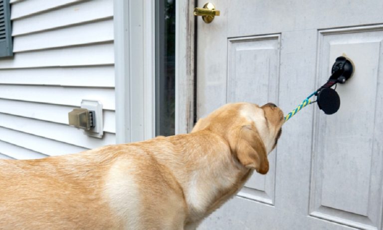 How to Stop Dog Opening Doors? – Pet Help Reviews UK