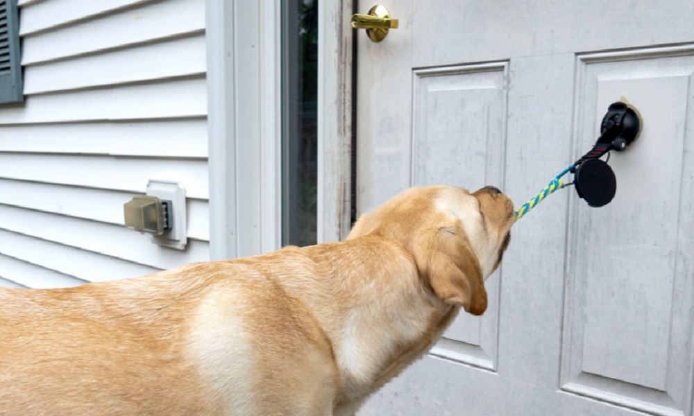 How to Stop Dog Opening Doors