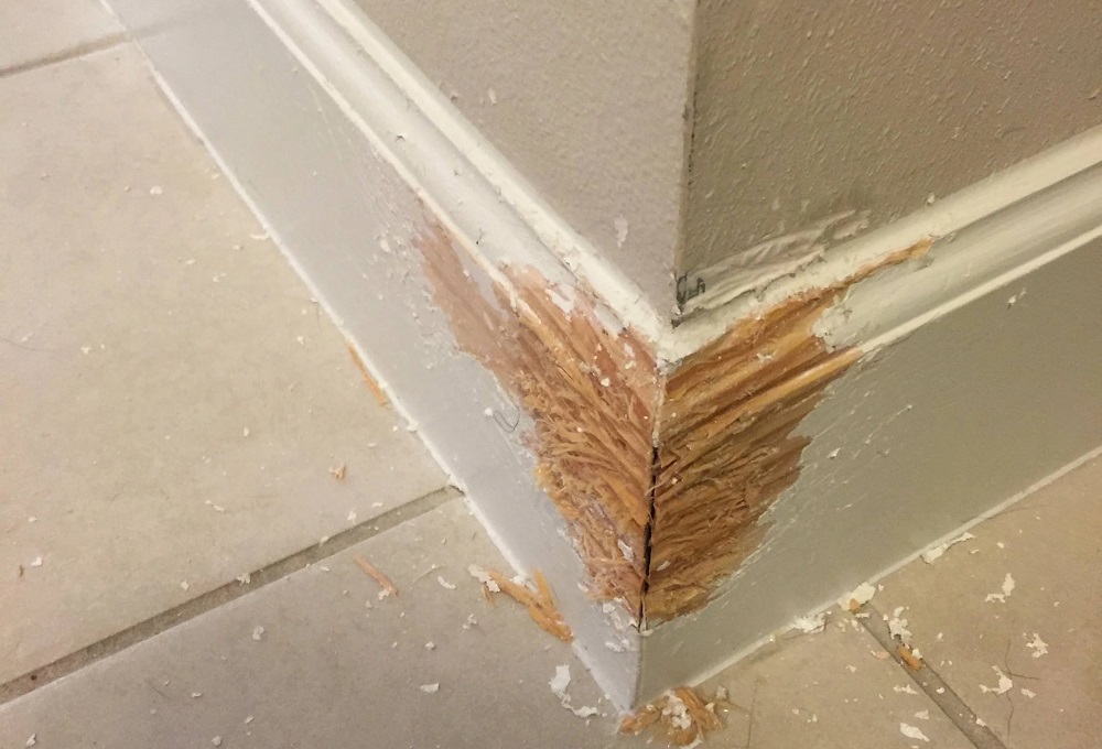 How to Stop Dogs Chewing Skirting Boards