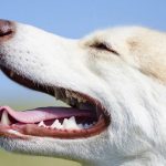 How to Teach Your Dog to Show Teeth