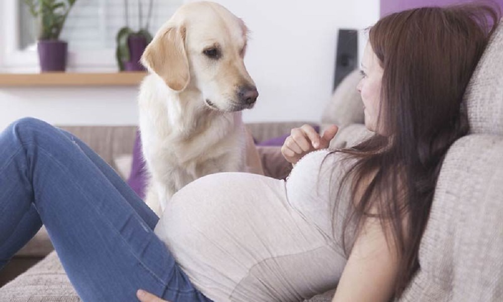 How to Tell Your Dog You’re Pregnant