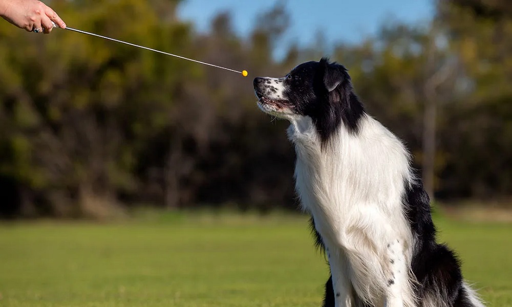 How to Use a Target Stick in Dog Training