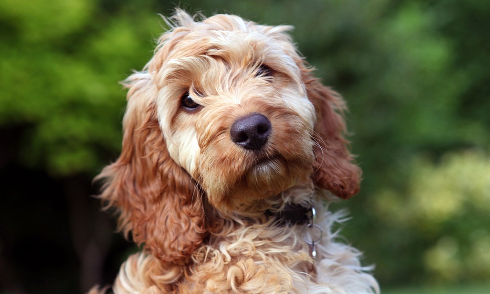 Is a Cockapoo a Pedigree Dog