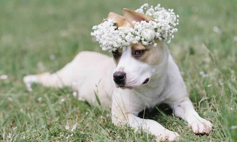 Is Babys Breath Toxic to Dogs